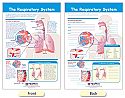 The Respiratory System Bulletin Board Chart