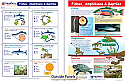 Fishes, Amphibians & Reptiles Visual Learning Guide