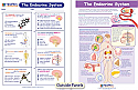 The Endocrine System Visual Learning Guide