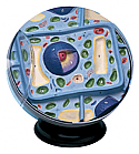 Plant Cell Model