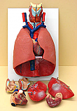 Human Lung & Heart Model