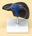 Human Liver Model