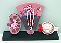 Human Kidney Nephron and Renal Corpuscle Model