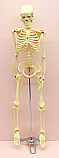 Human Skeleton 42cm