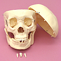 Human Skull Model