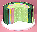 Plant Stem Dicot Model