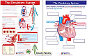 The Circulatory System Visual Learning Guide