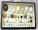 Egg Replicas of North American Birds Riker Mount