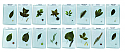 Leaves & Seeds of Common Trees Mounted, Set of 16