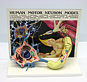 Human Motor Neuron Cell Model