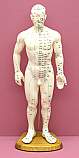 Human Male Acupuncture 50 cm