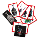 Insect X-Rays & Picture Cards
