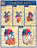 The Heart Chart
