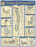Joints & Ligaments Chart