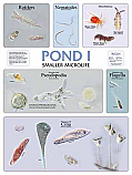 Pond 1 Poster Illustrated