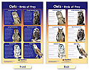 Owls - Birds of Prey Bulletin Board Chart