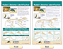Rodent Skeleton Identification Bulletin Board Chart