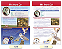 The Barn Owl Bulletin Board Chart