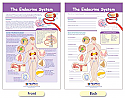 The Endocrine System Bulletin Board Chart