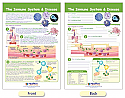 The Immune System Bulletin Board Chart