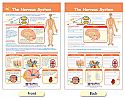 The Nervous System Bulletin Board Chart