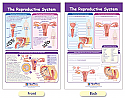 The Reproductive System Bulletin Board Chart