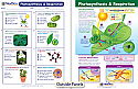 Photosynthesis & Respiration Visual Learning Guide