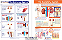 The Excretory System Visual Learning Guide