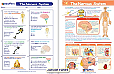The Nervous System Visual Learning Guide