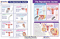 The Reproductive System Visual Learning Guide