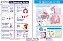 The Respiratory System Visual Learning Guide
