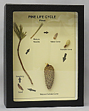 Life Cycle of Pine Riker Mount