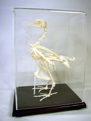 51003 Pigeon Skeleton Real Educational