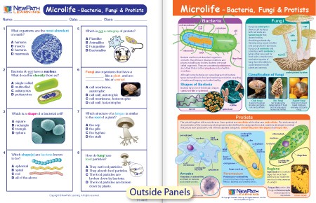 W94-4814 Microlife - Bacteria, Fungi & Protists Visual Learning